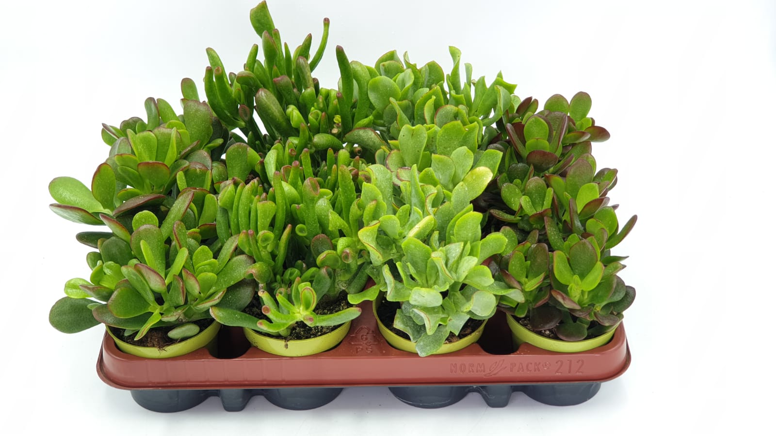 Crassula mix